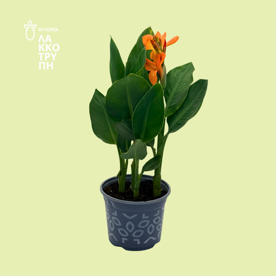 Canna (Κάννα)