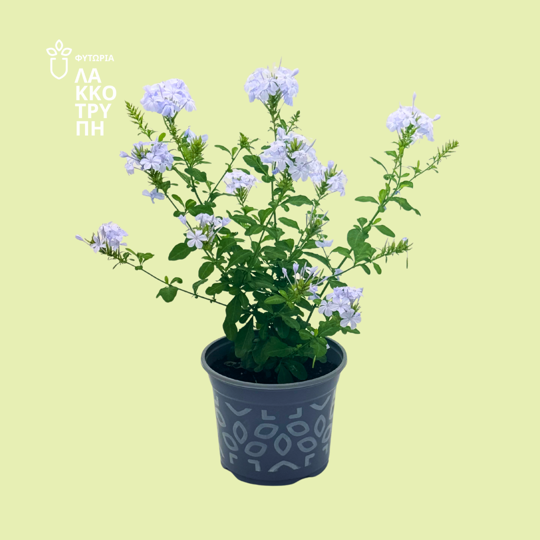 Plumbago auriculata (Πλουμπάγκο)
