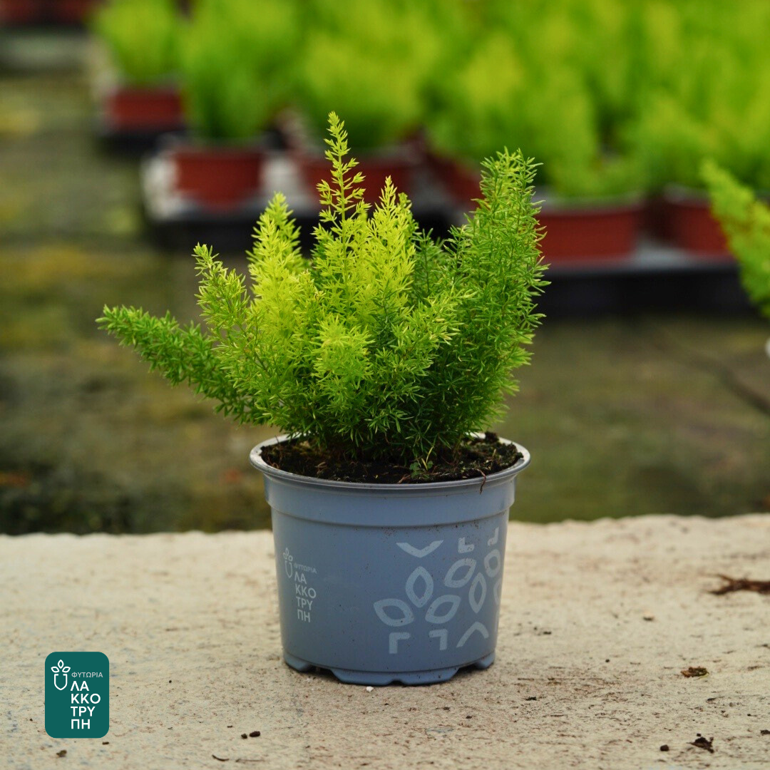 Asparagus meyerii 'Foxtail'