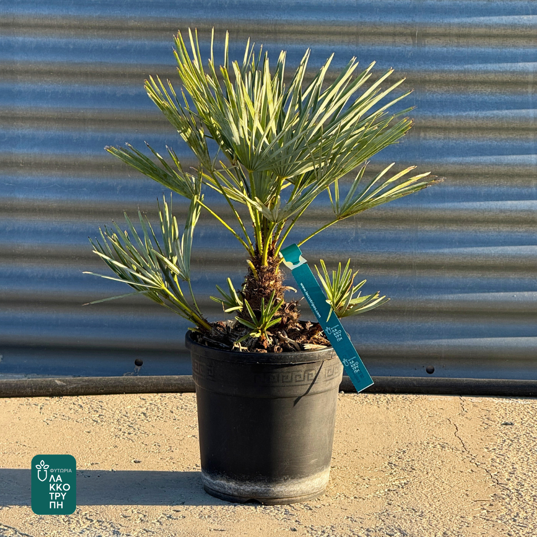 Chamaerops humilis var. cerifera