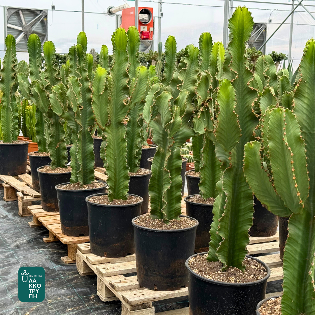 Euphorbia ingens