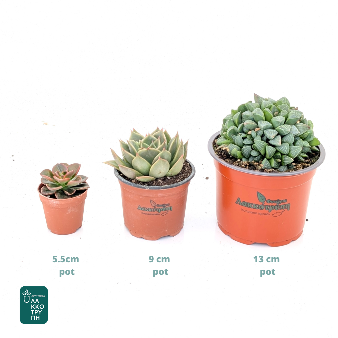 Succulents (main range)