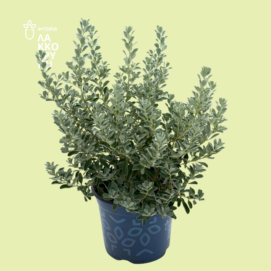 Leucophyllum frutescens (Texas Sage)
