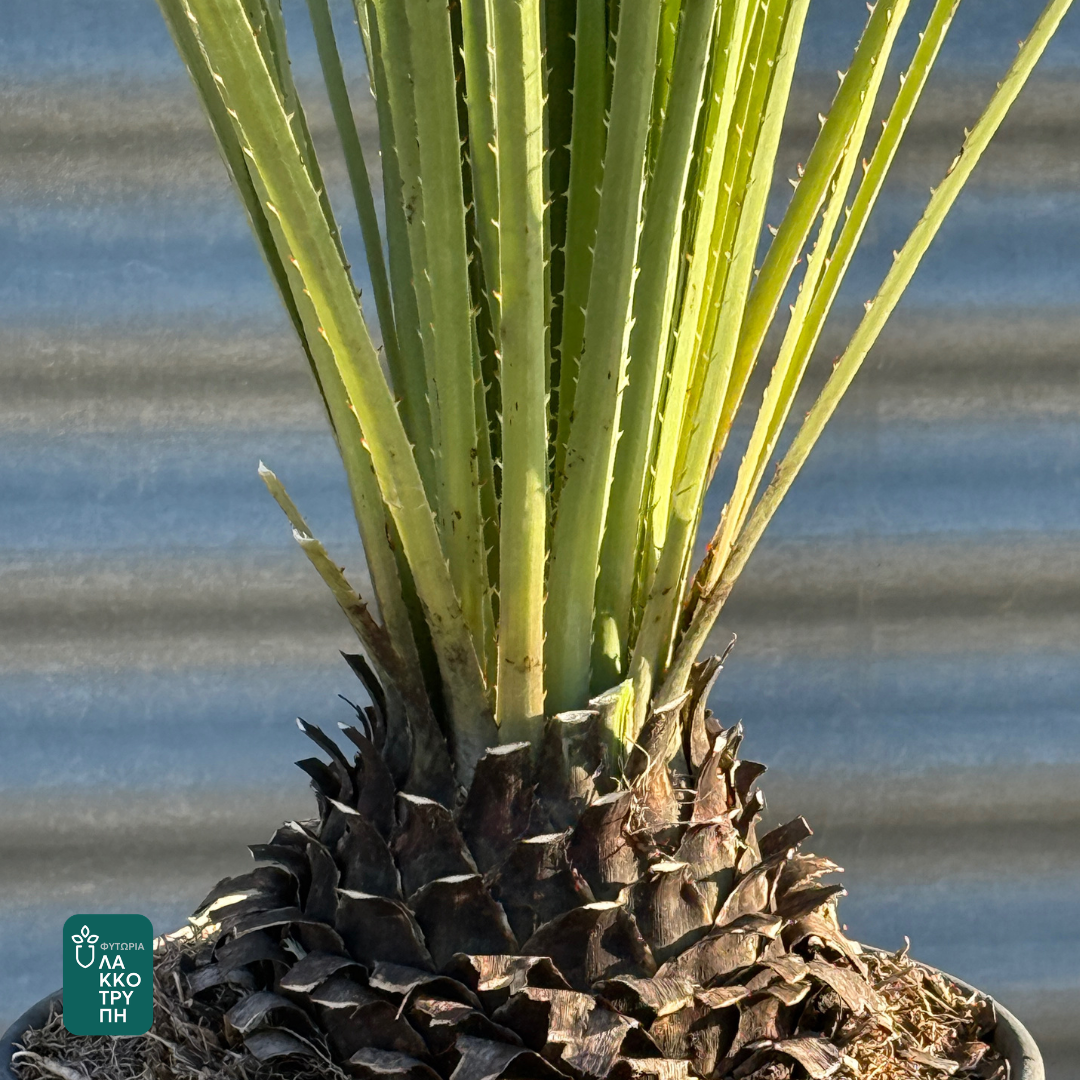 Dasylirion serratifolium