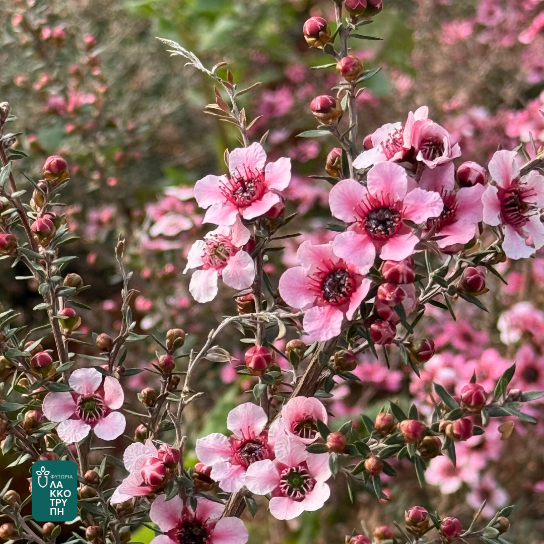 Leptospermum scoparium
