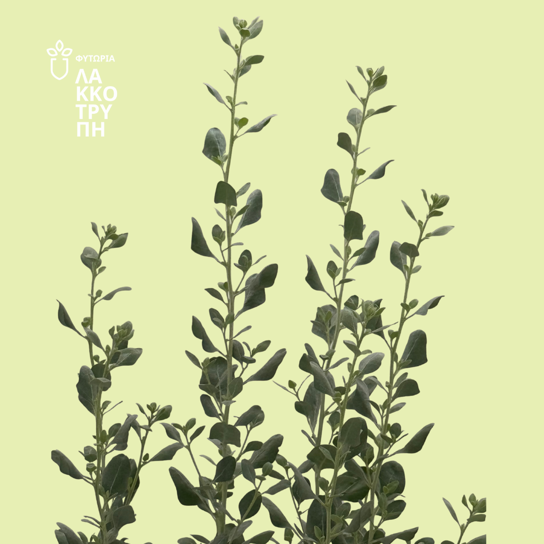 Atriplex halimus (Αλμυρίκι)