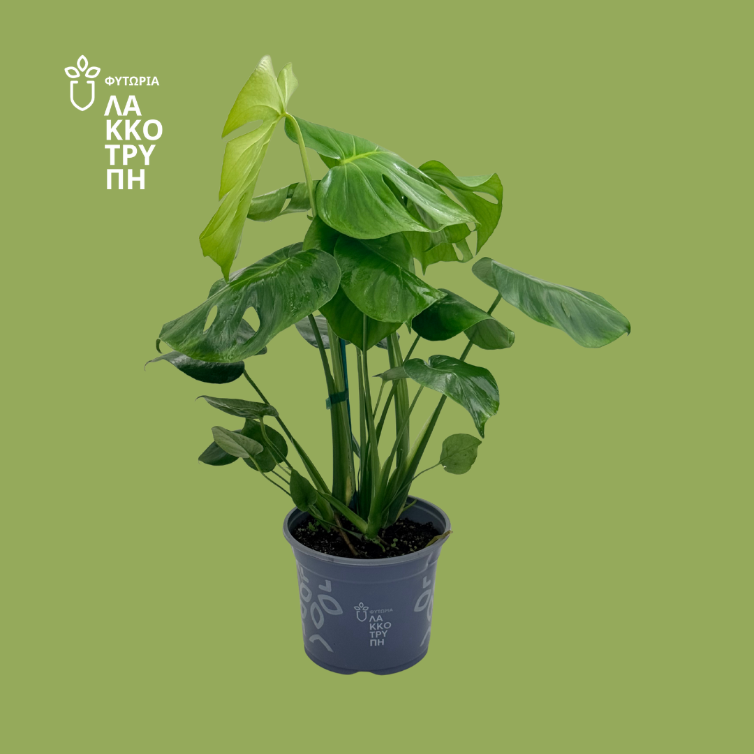 Monstera deliciosa (Μονστέρα)