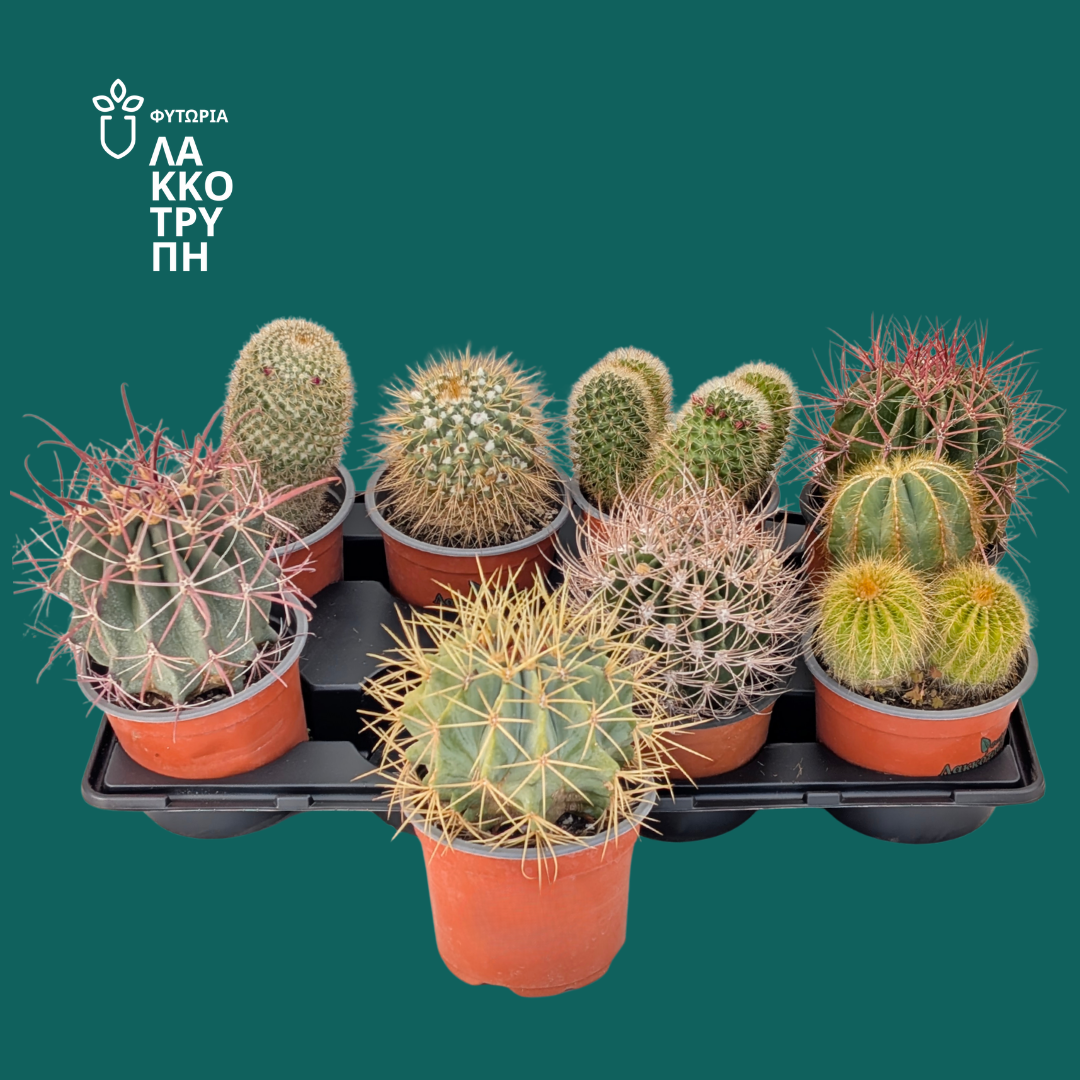 Cactus (main range)
