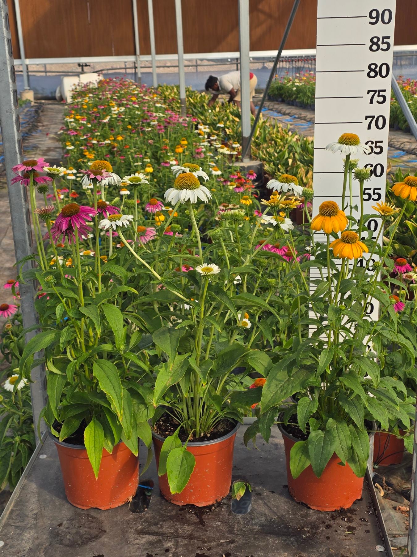Echinacea (Coneflower)