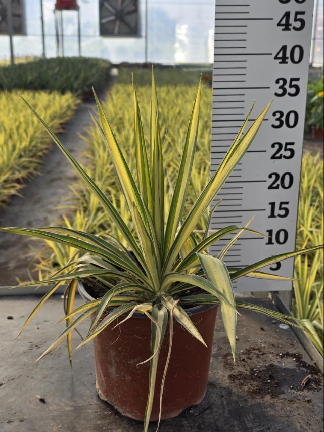 Yucca filamentosa 'variegata'