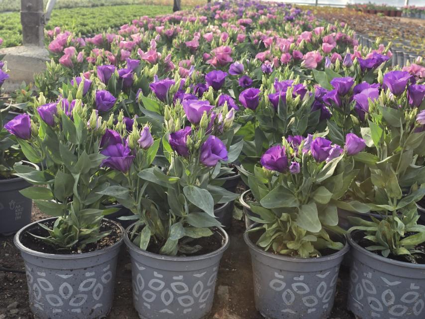 Eustoma (Λυσίανθος)
