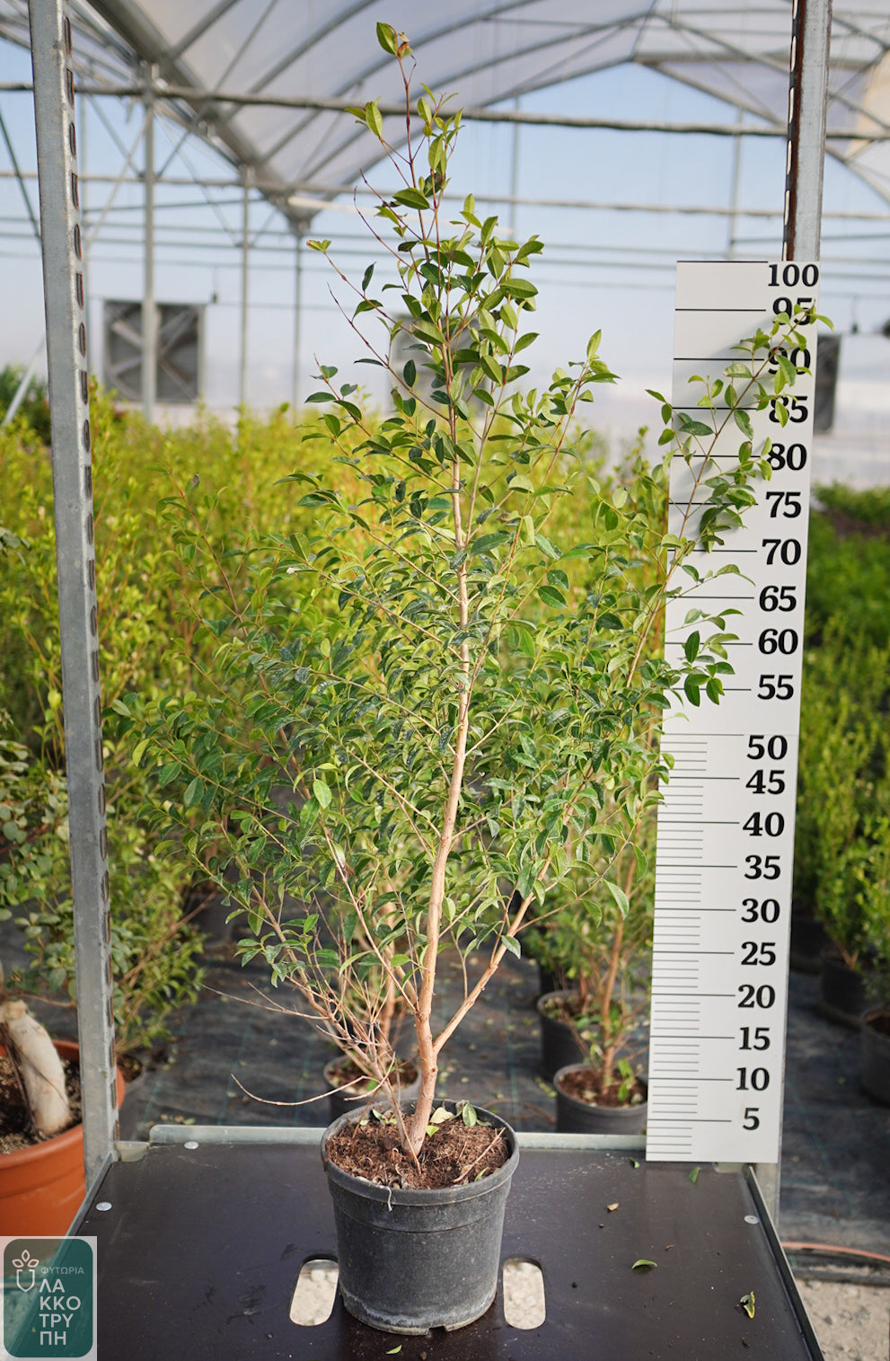 Eugenia myrtifolia newport