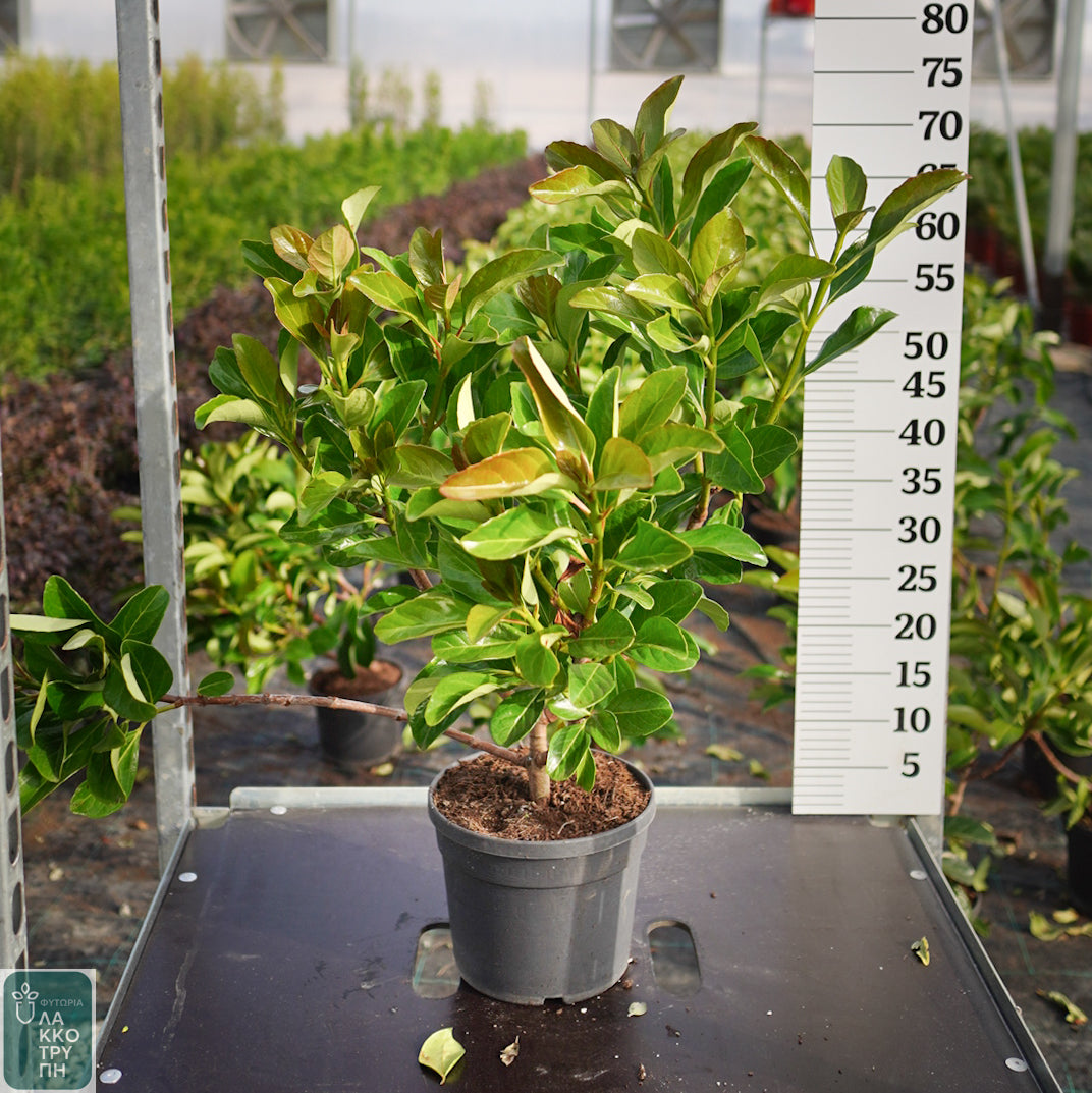 Viburnum Emerald Lustre