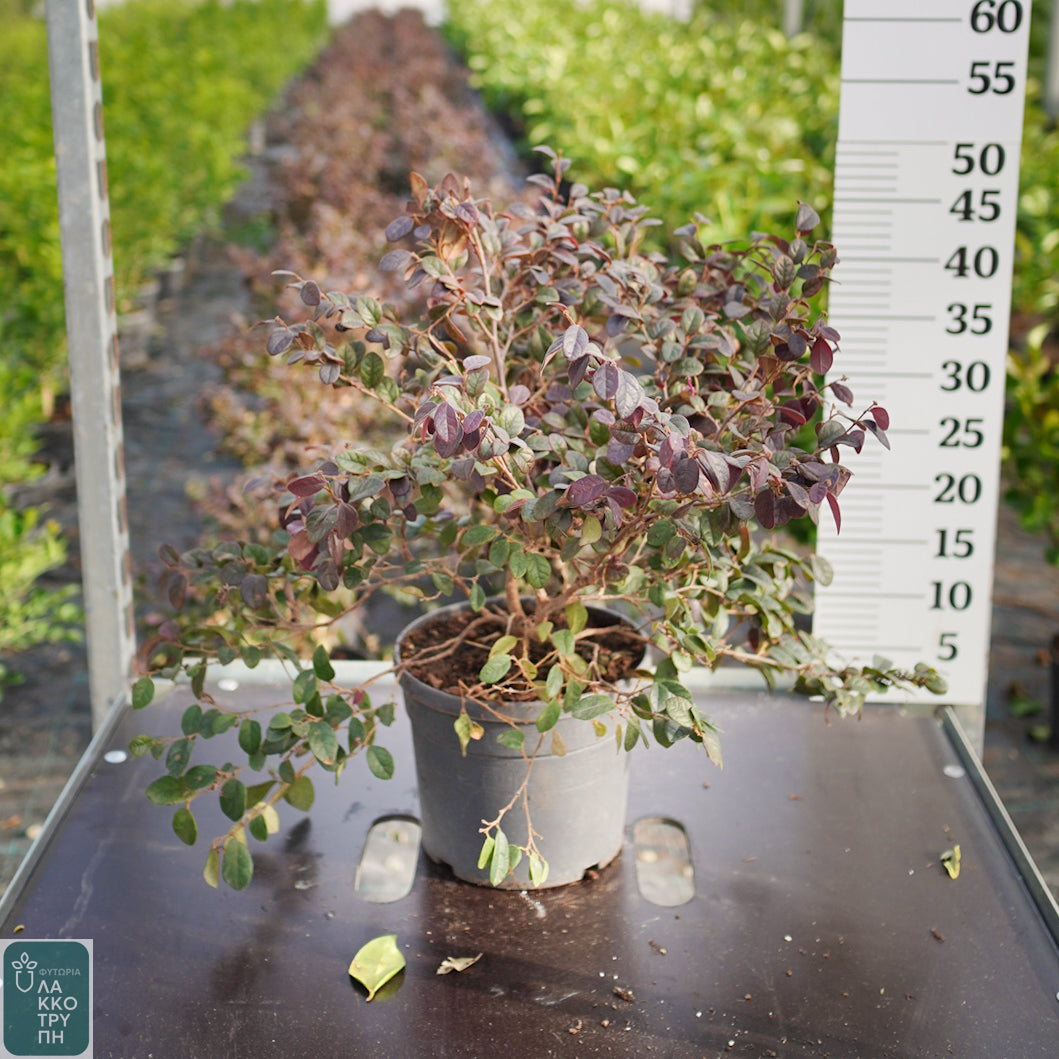Loropetalum ch. Black Pearl