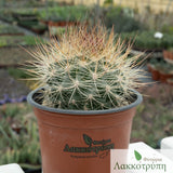 Eriosyce senilis