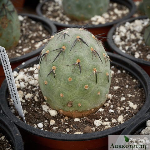Tephrocactus geometricus