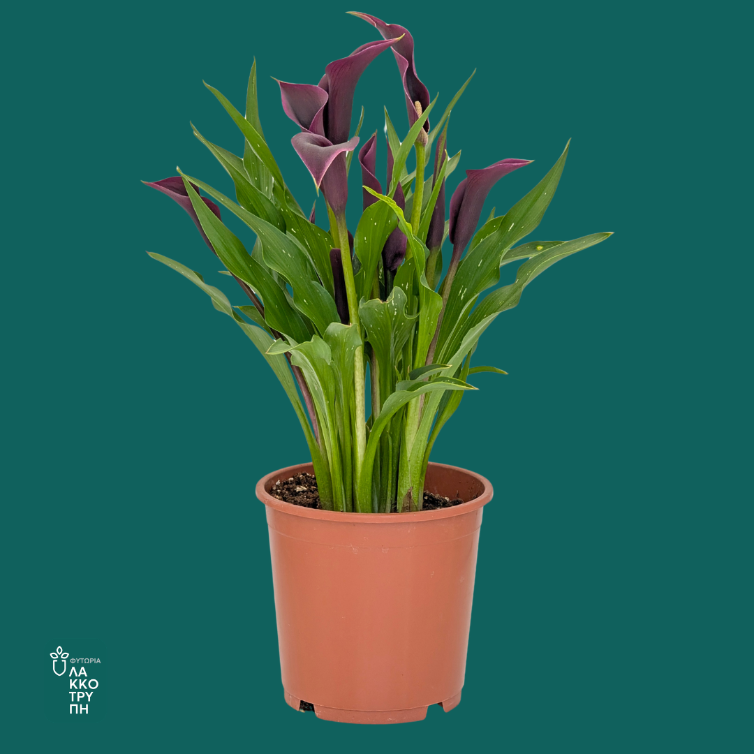 Pot Plants