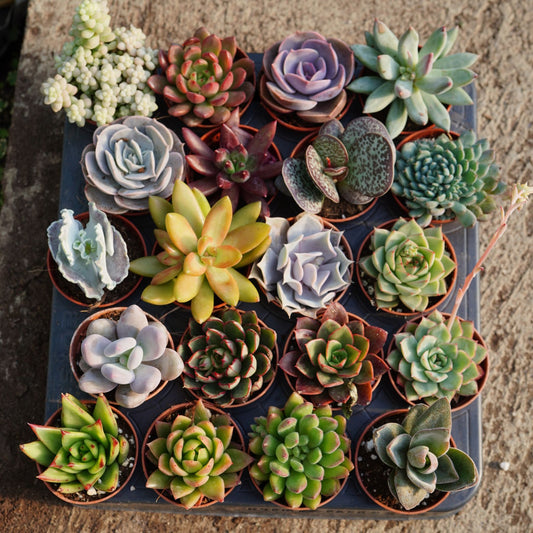 Succulent mix