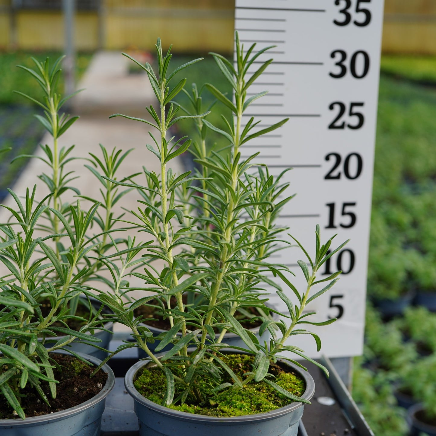 Rosemary bush