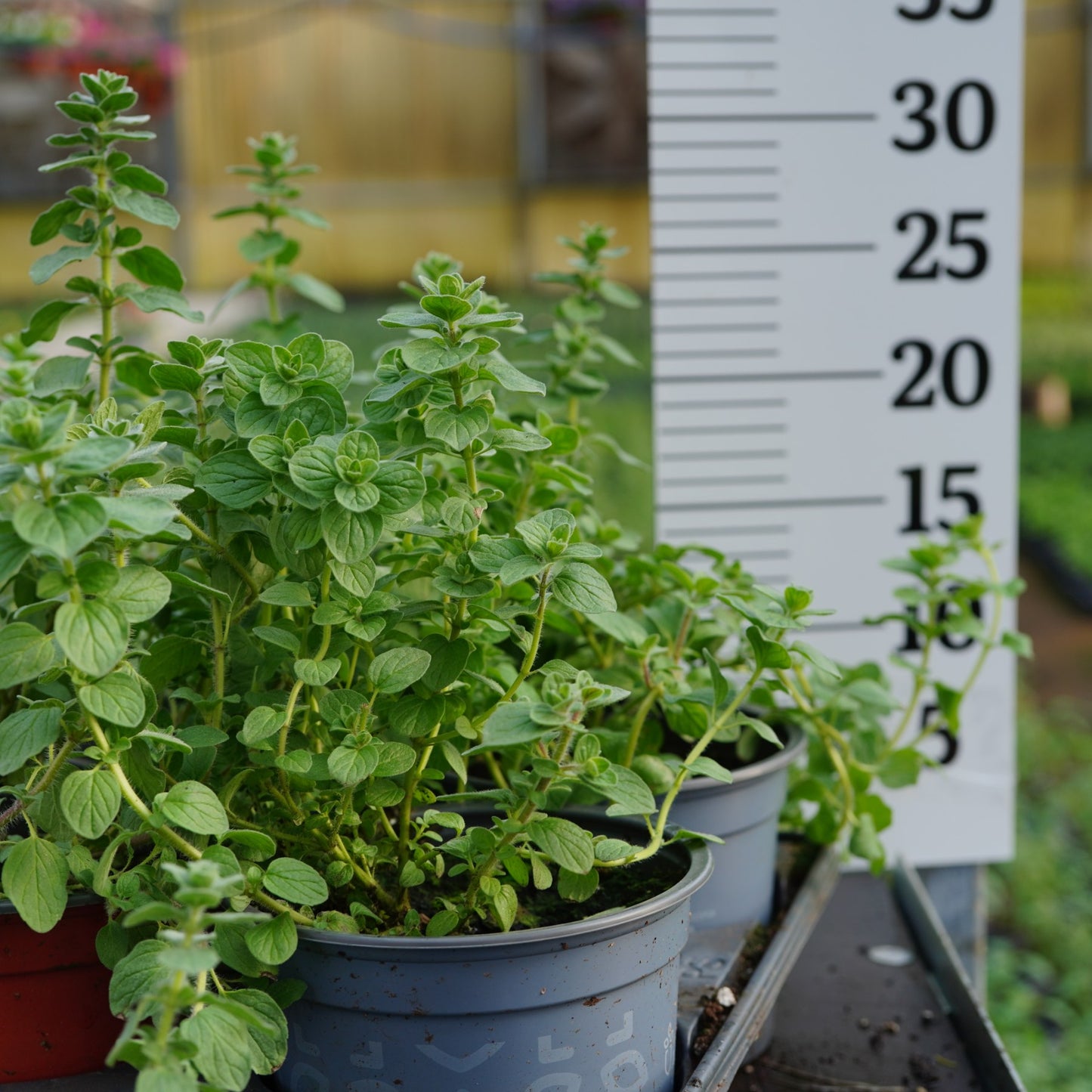 Oregano