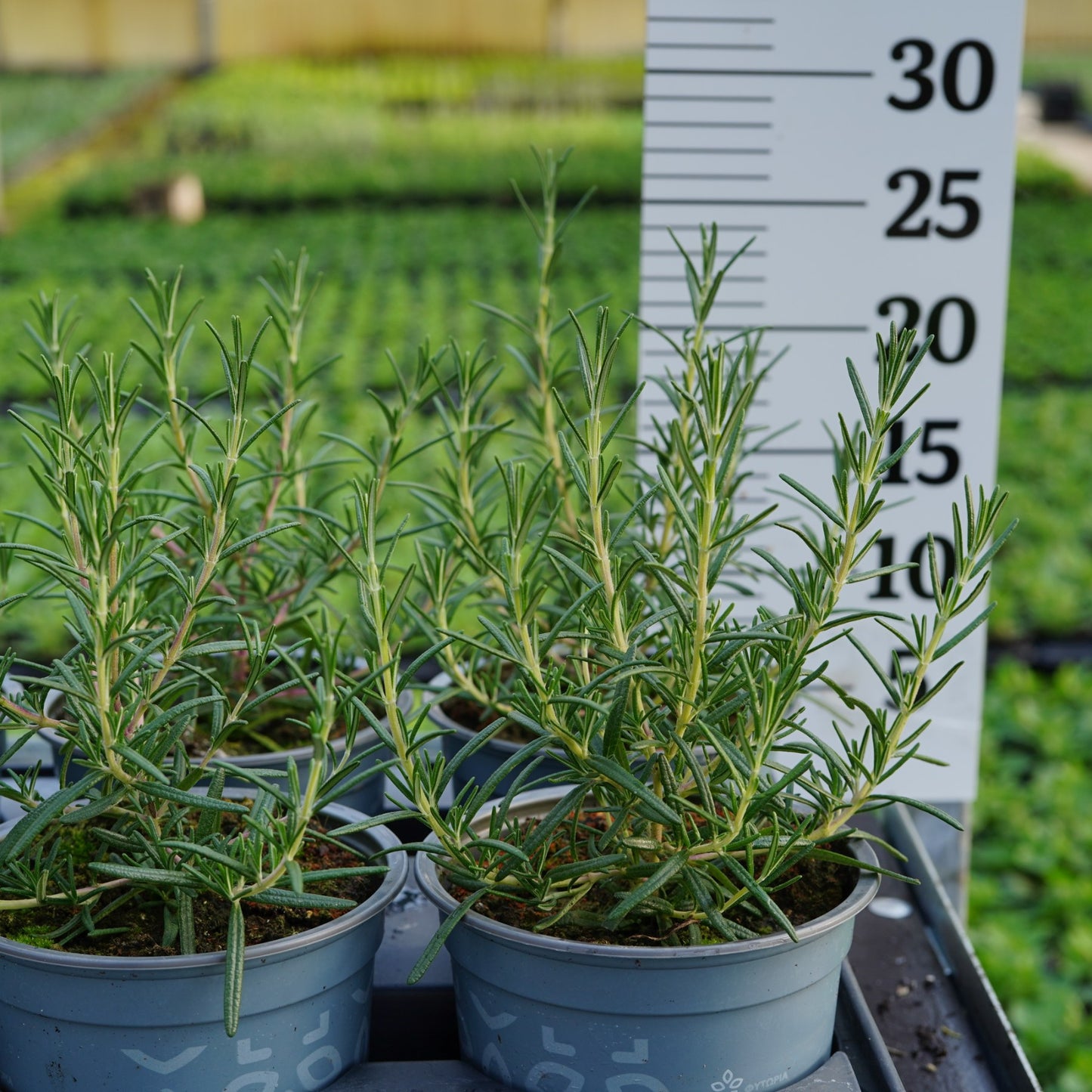 Rosemary foxtail