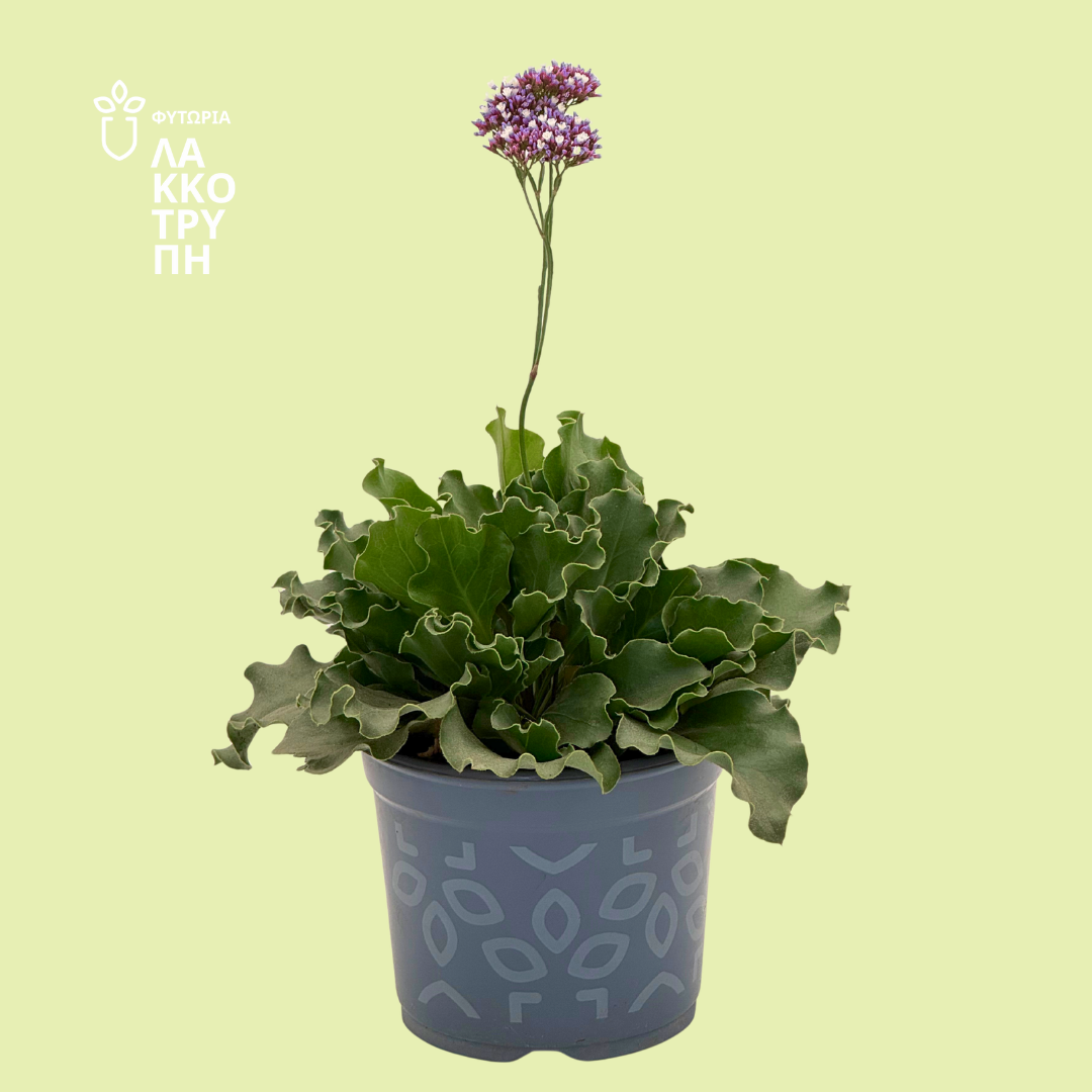 Limonium perezii (Sea Lavender)