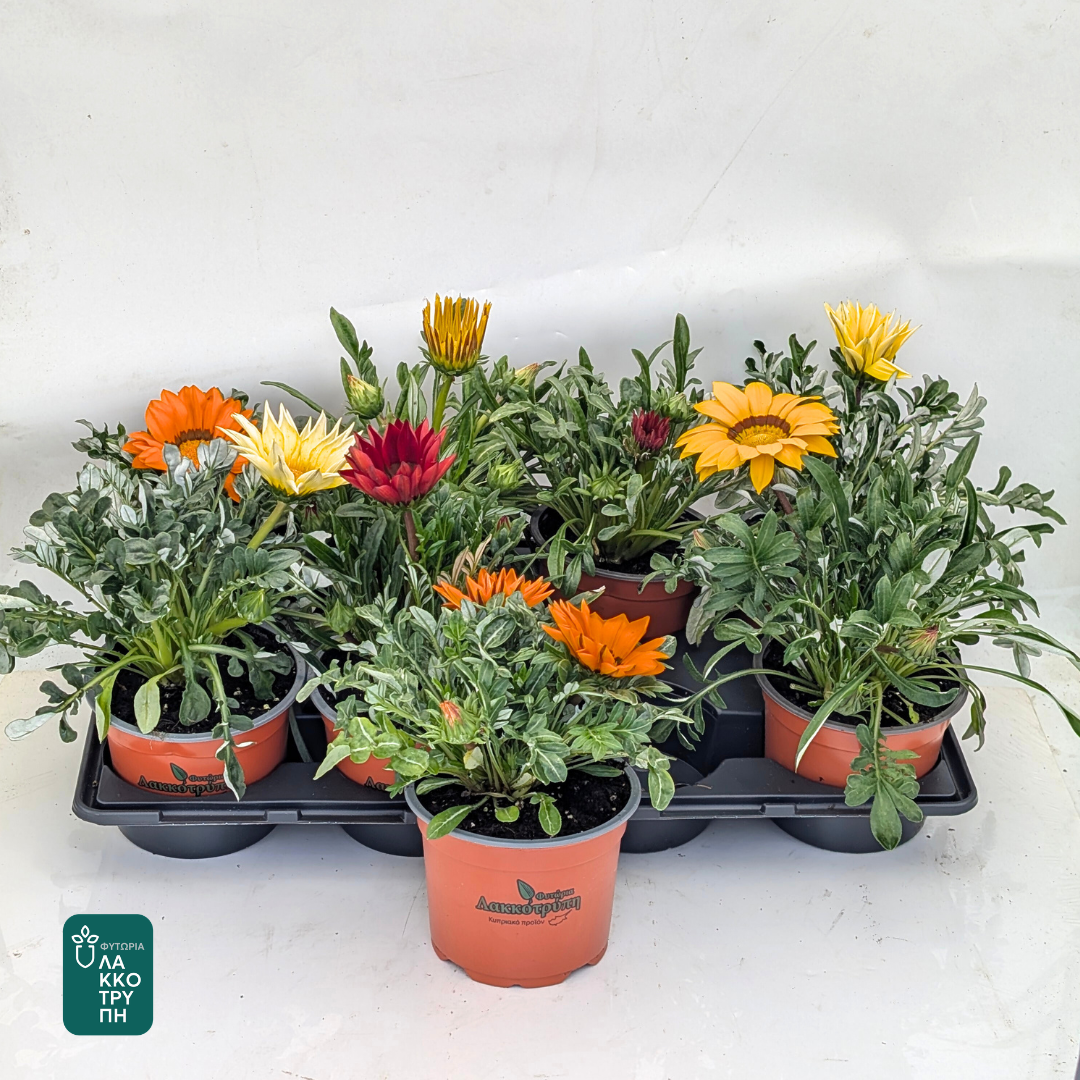 Gazania gazoo