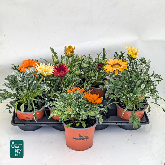 Gazania gazoo