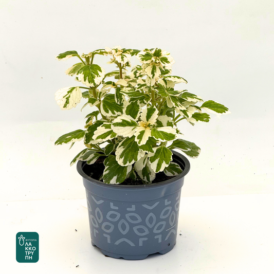 Plectranthus 'Variegated'