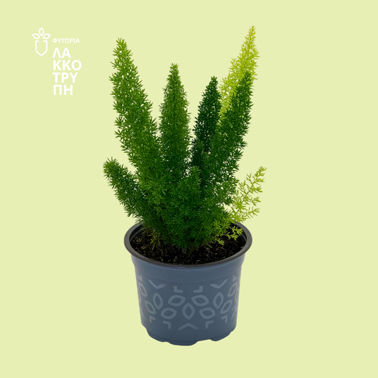 Asparagus meyerii 'Foxtail'