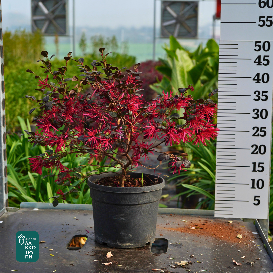Loropetalum ch. Black Pearl