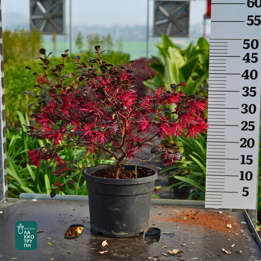 Loropetalum ch. Black Pearl