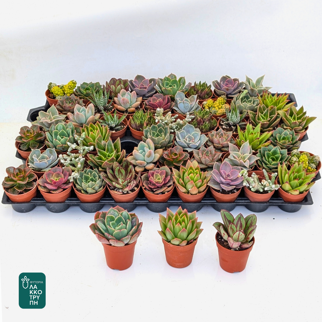 Succulents (main range)