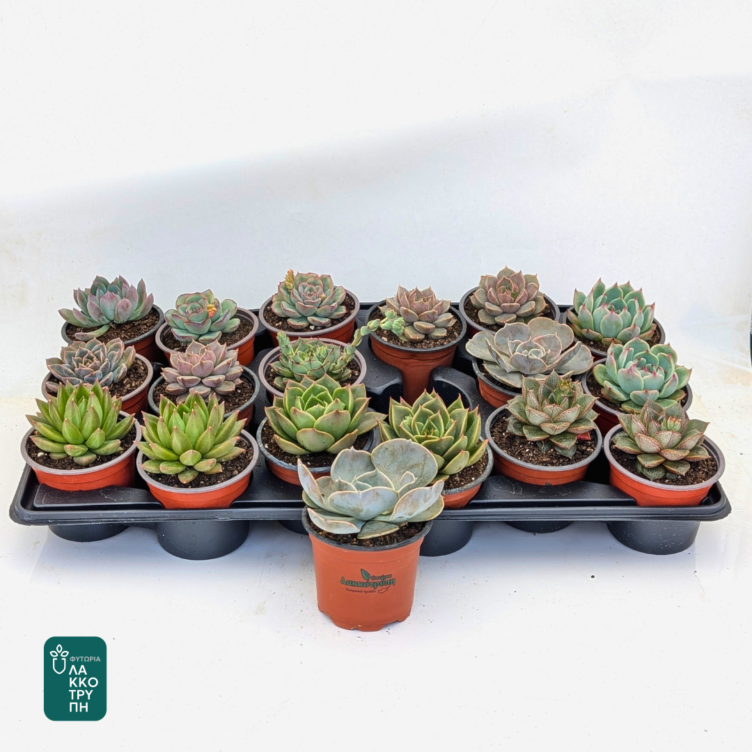 Succulents (main range)