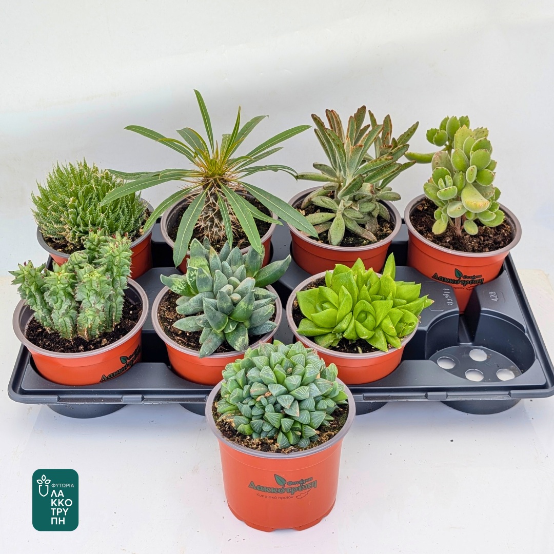 Succulents (main range)