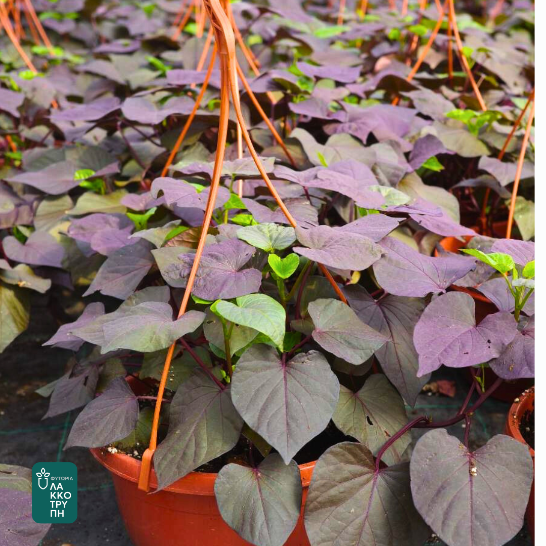 Ipomea batatas