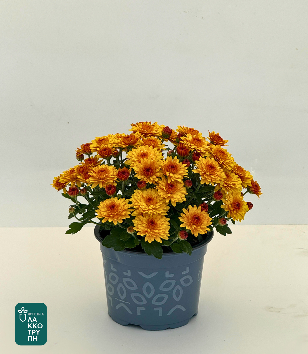 Chrysanthemums