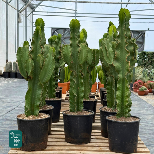 Euphorbia ingens