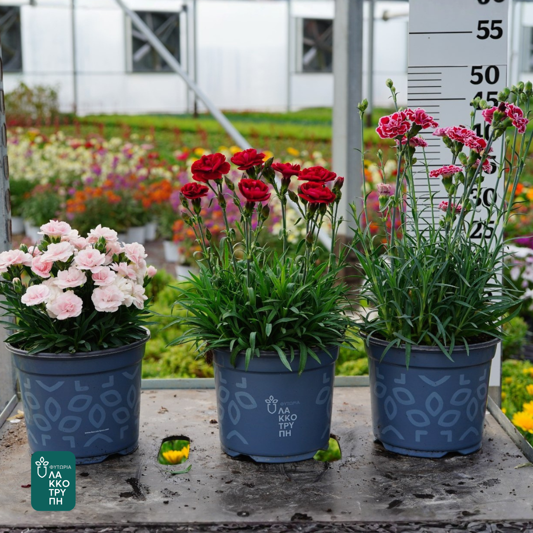 Dianthus