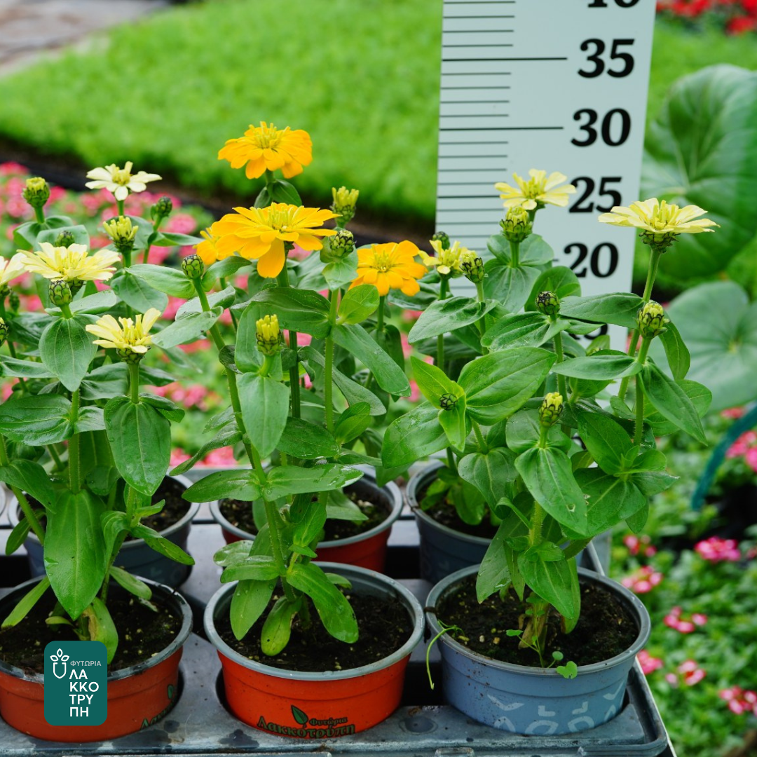 Zinnia
