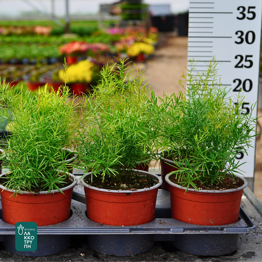 Asaparagus sprengerii