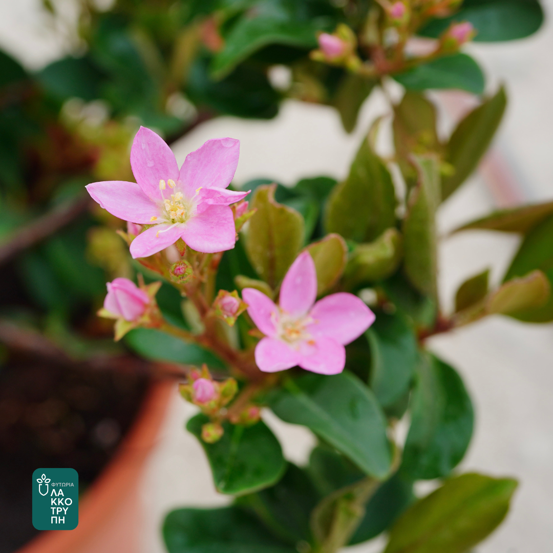 Rhaphiolepis indica ‘Springtime’