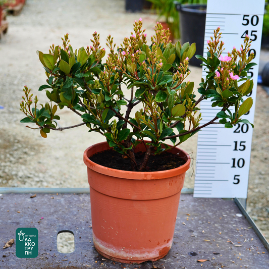 Rhaphiolepis indica ‘Springtime’