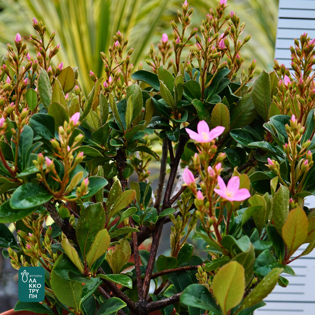 Rhaphiolepis indica ‘Springtime’