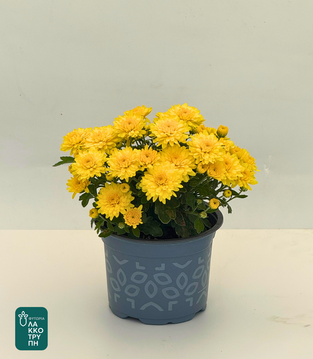 Chrysanthemums