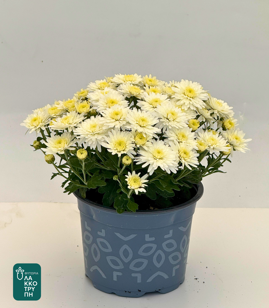 Chrysanthemums