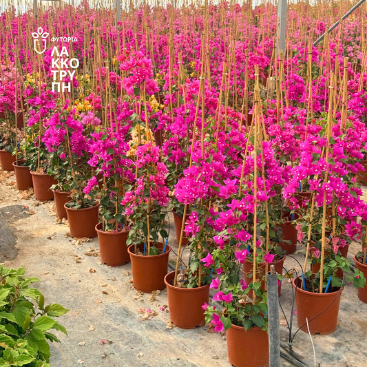 Bougainvillea 'Sanderiana' (Μπουκαμβίλια)