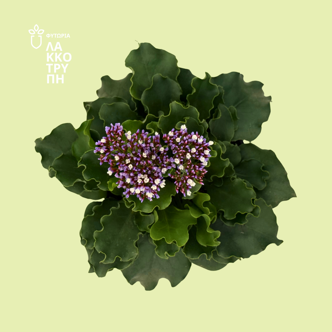 Limonium perezii (Sea Lavender)