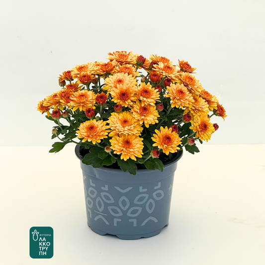 Chrysanthemums