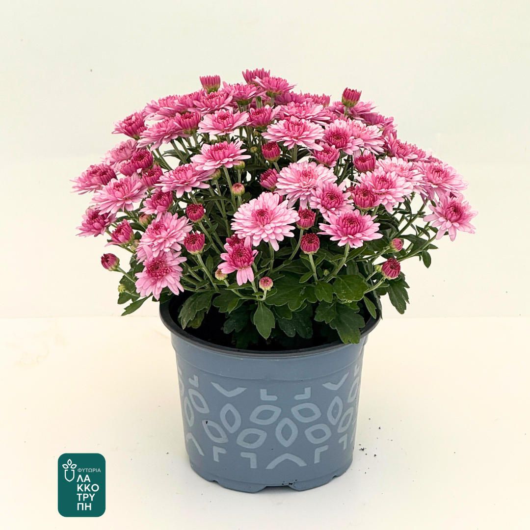 Chrysanthemums